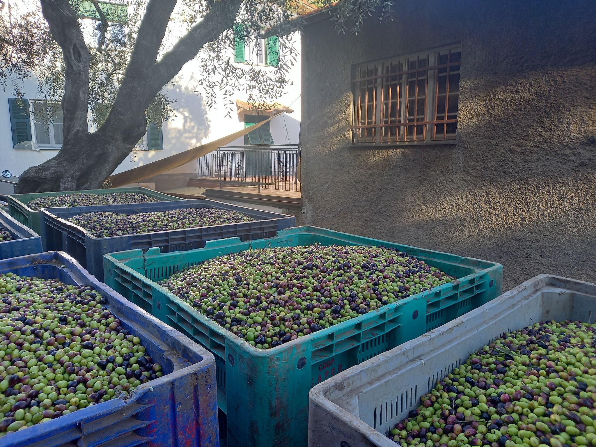 Come si lavorano le olive nel frantoio di Mulinetti