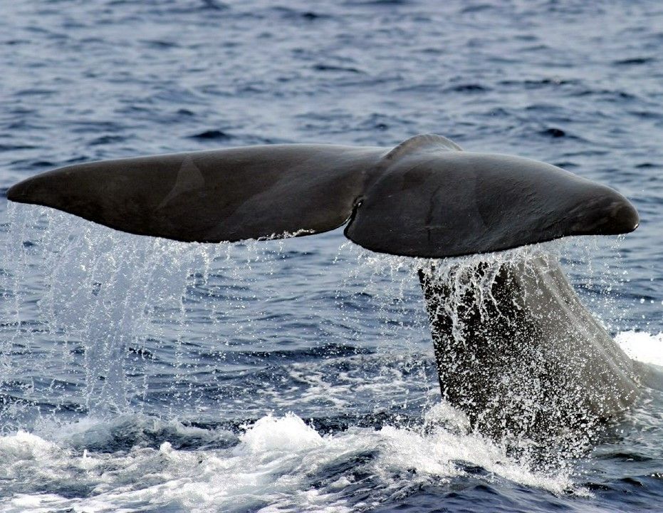 Cetacean - Whale Watching | La Mia Liguria