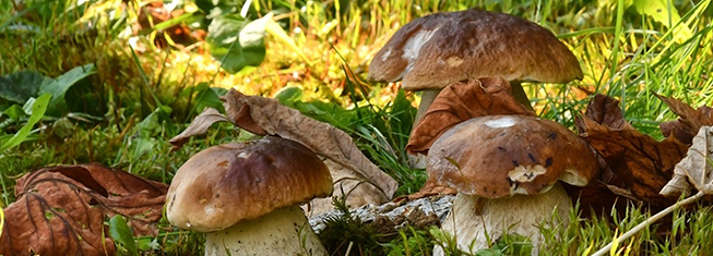 9 luoghi dove cercare i funghi in Liguria