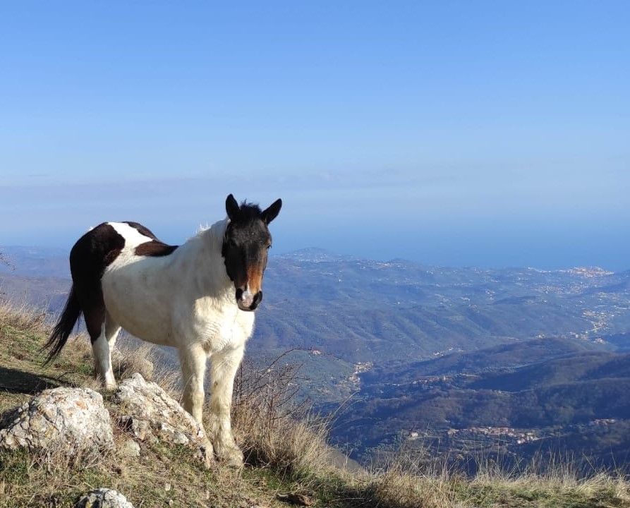 Alpi Liguri: scopri le bellezze della Liguria con guida escursionistica