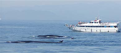 Avvistamento cetacei – Whale Watching