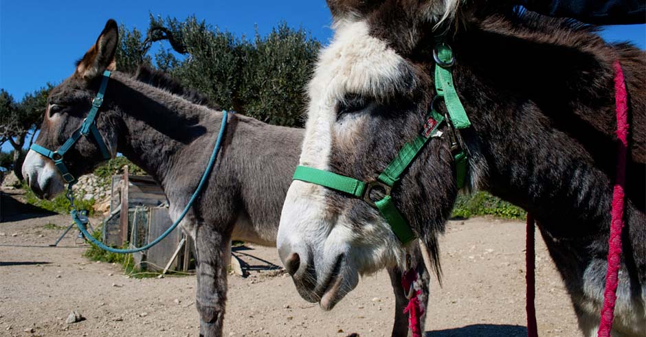 Donkey spa: benessere nella natura con la mediazione dell’ asino a Pietra Ligure