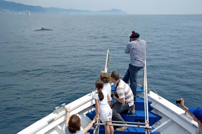 Sulle rotte dei delfini: Whale-Watching!
