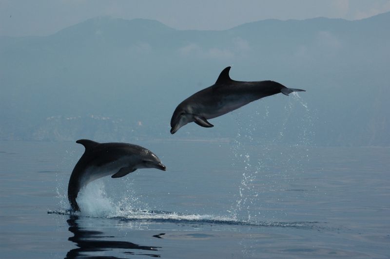 Dalle vasche dell’Acquario al Santuario dei Cetacei, tra delfini e balene