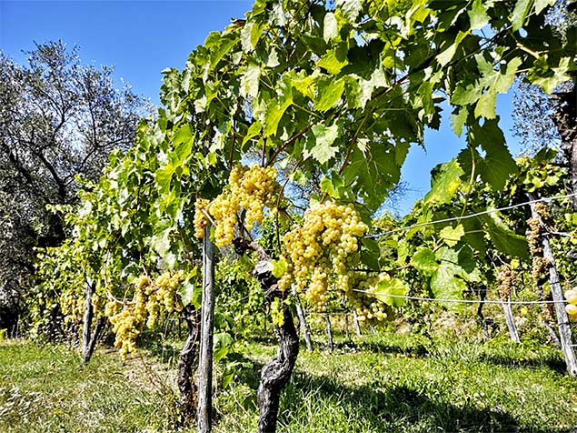 Vezzano Ligure: “Il Giardino” ti ospita per una gustosa degustazione di vini