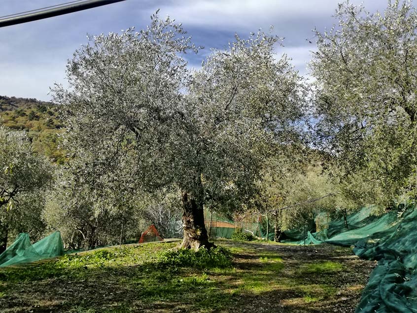 Tour of the Taggiasca olive groves and tasting of extra virgin olive oil and olives