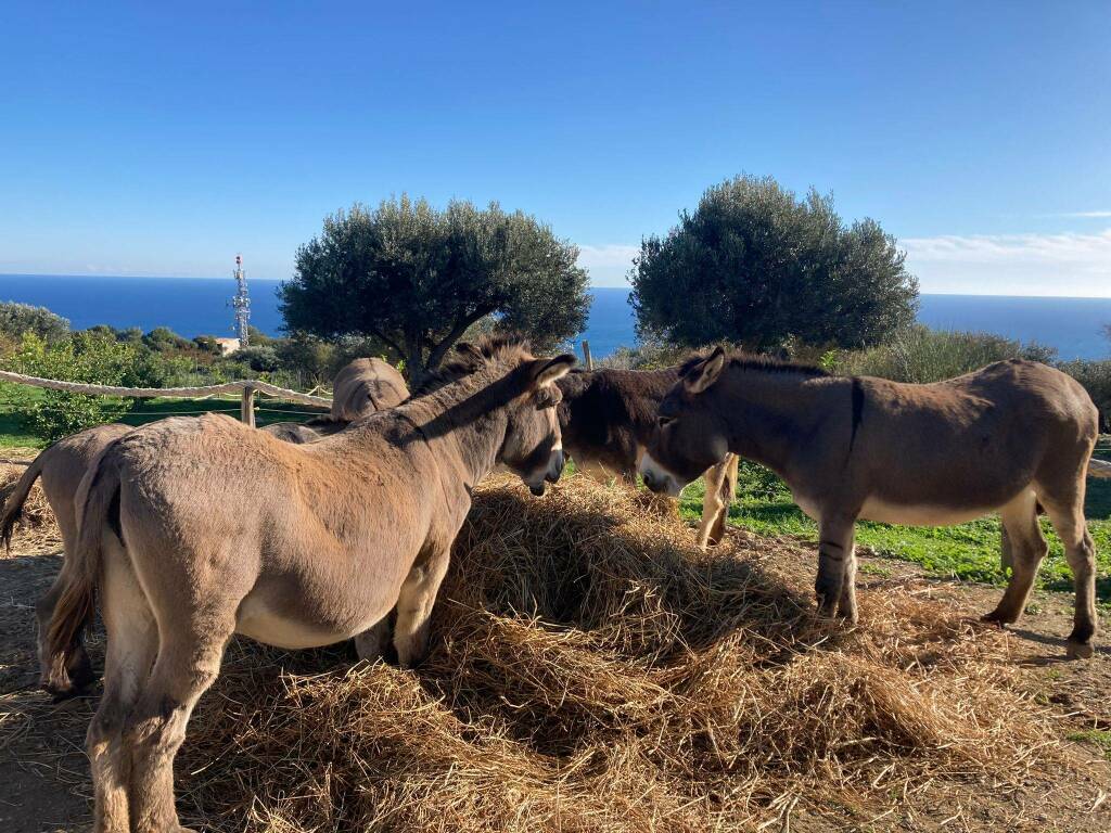 Donkey spa: percorso di benessere naturale a Pietra Ligure