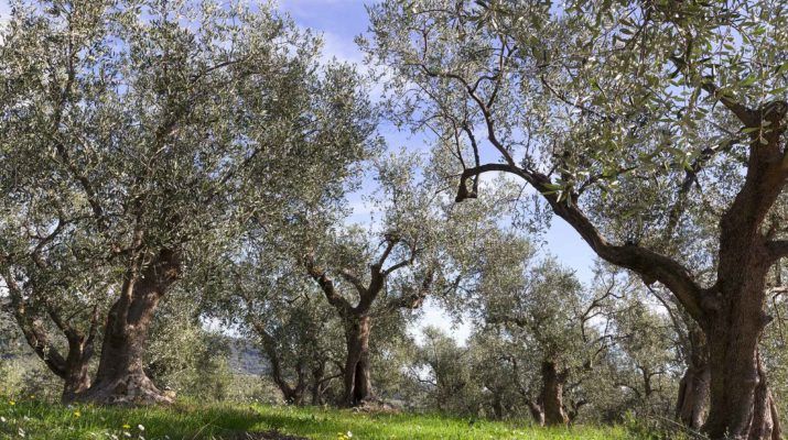 Degustazione multisensoriale tra gli olivi secolari a Seborga