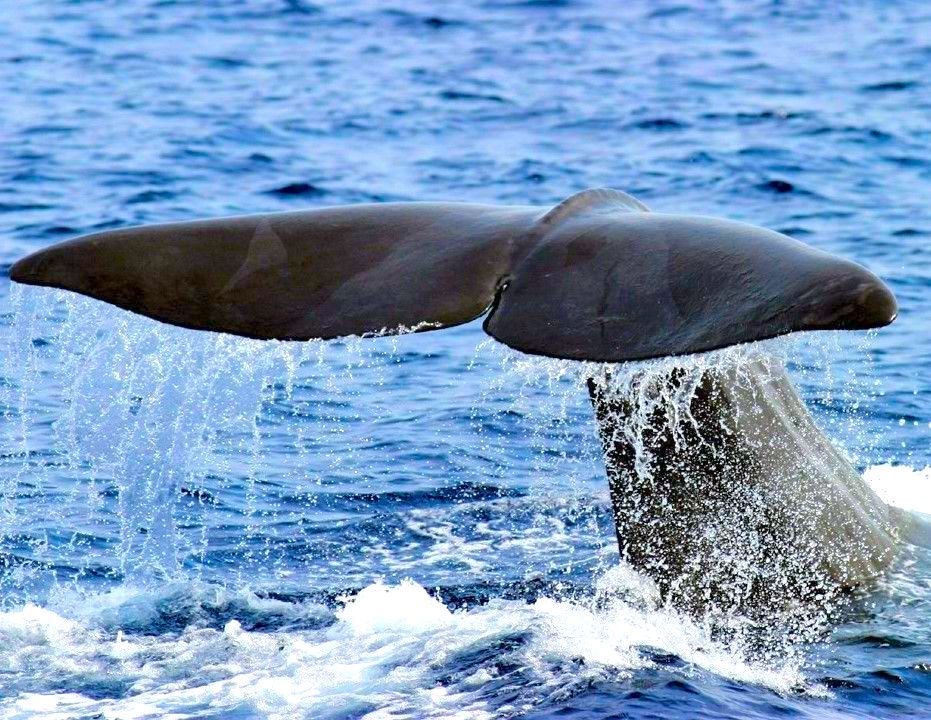 Cetacean – Whale Watching