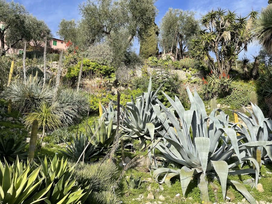 Cactus e agavi, Giardini Hanbury