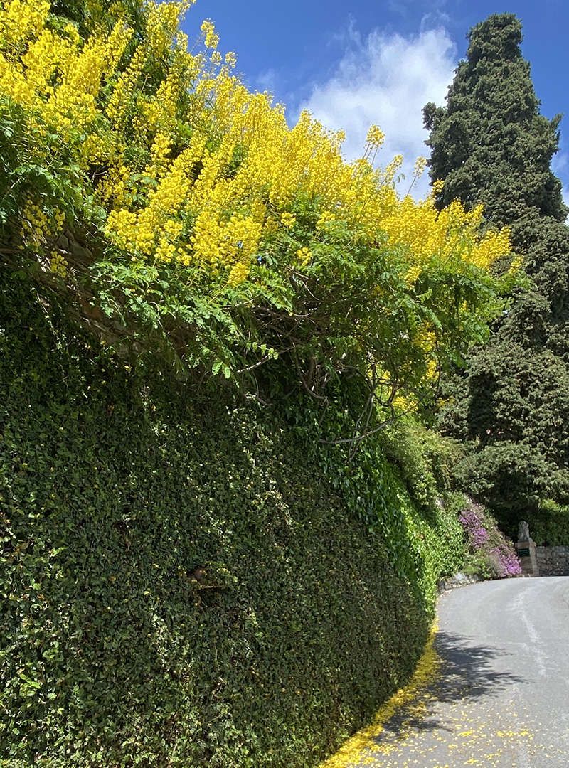 caesalpinia-poinciana-japonica-giardini-di-villa-della-pergola---ph_a-le-mure