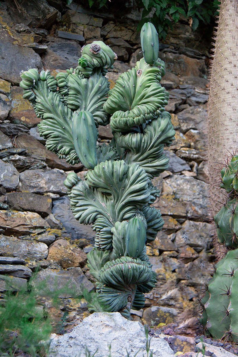myrtillocactus, giardini di villa della Pergola. ph a le mure