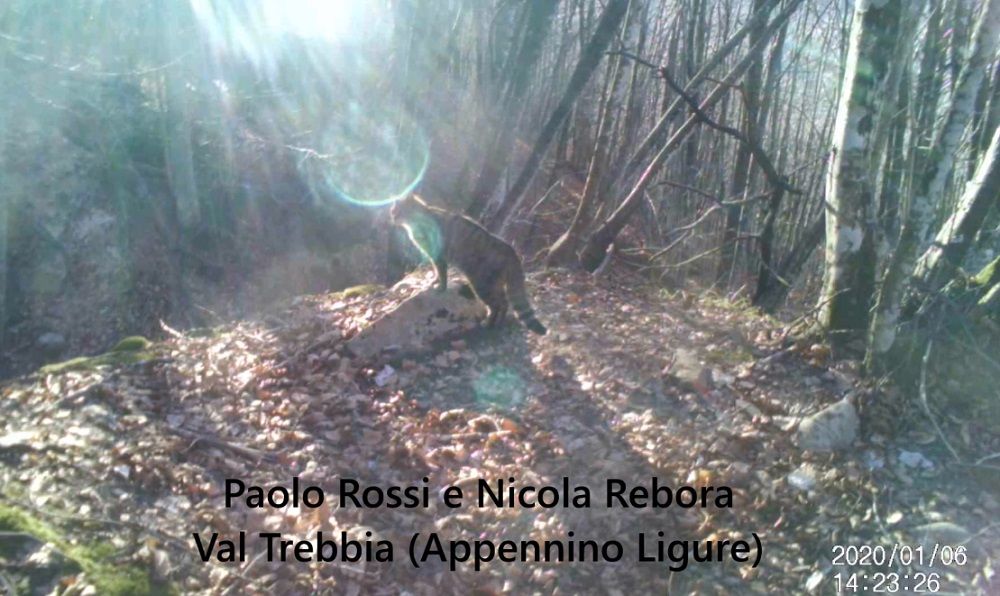 I primi video di gatto selvatico in Liguria (Val Trebbia)