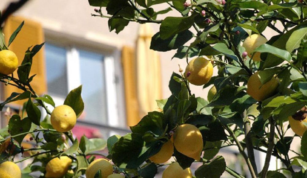 Limoni a Monterosso