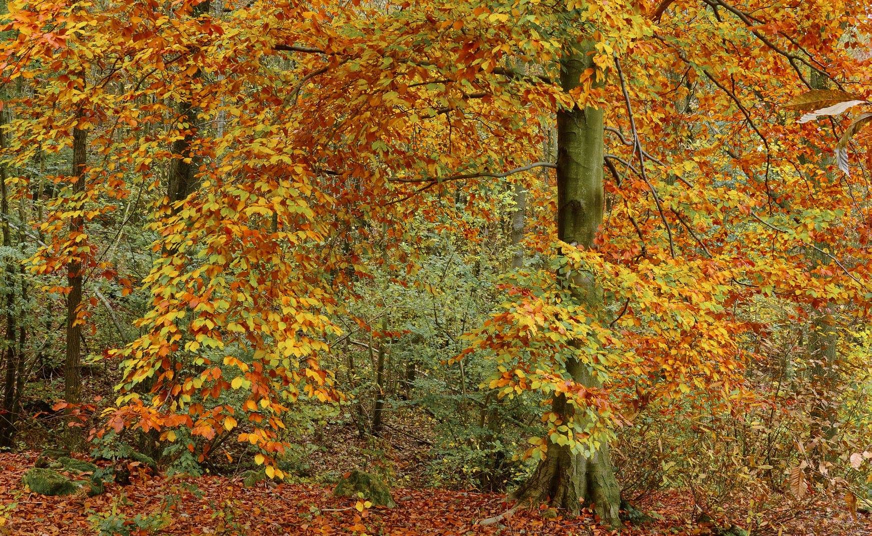 Foliage nel parco del Beigua