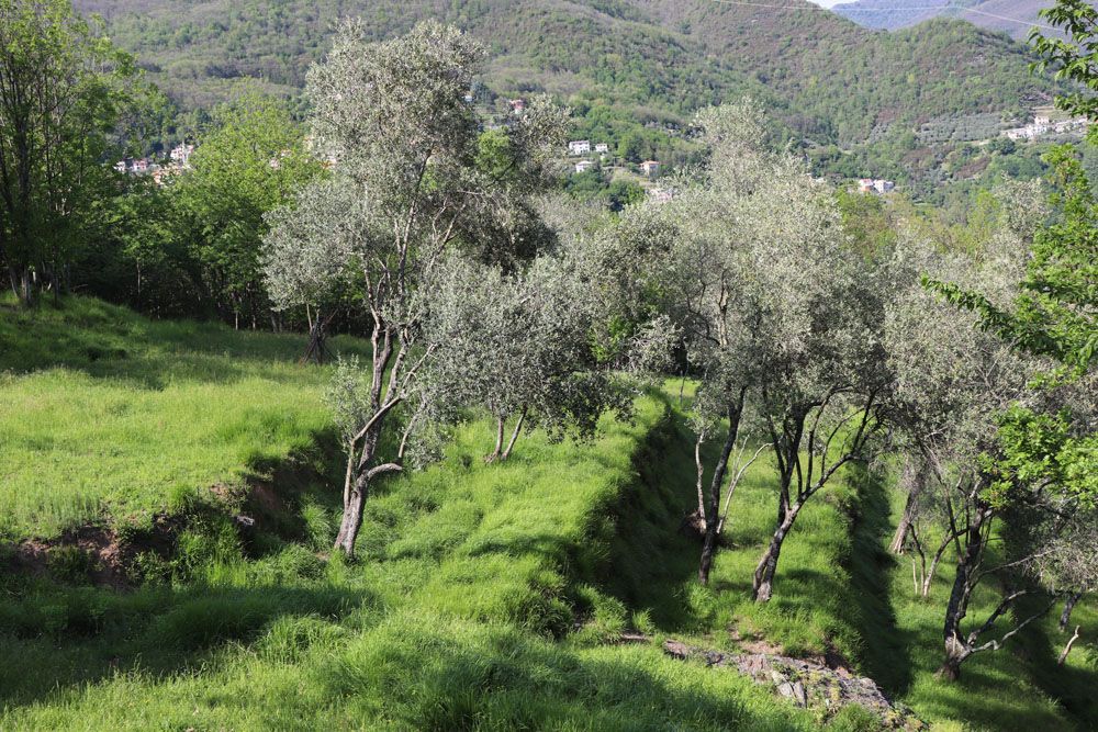 Gusta l’olio DOP Riviera Ligure di Levante in Val Fontanabuona
