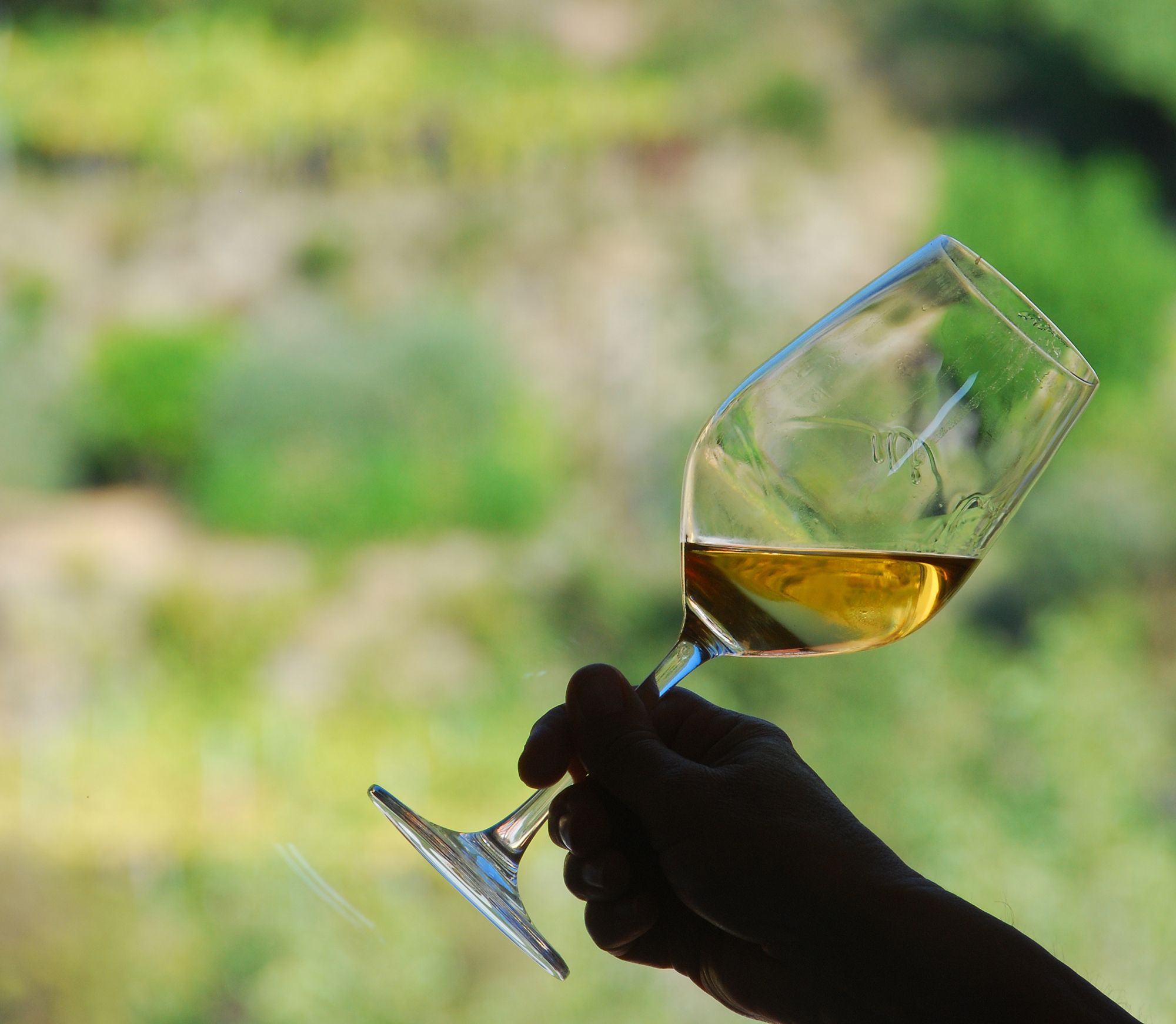 Wine tasting in an unconventional winery in Monterosso