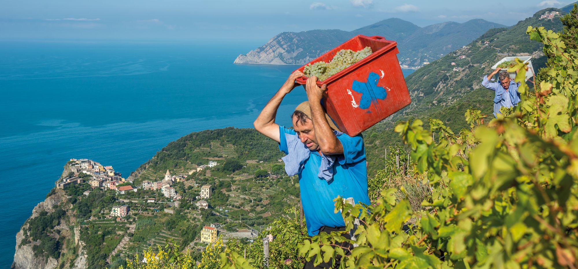 The “vertical” vineyards tour in Riomaggiore, with TripleA wines tasting