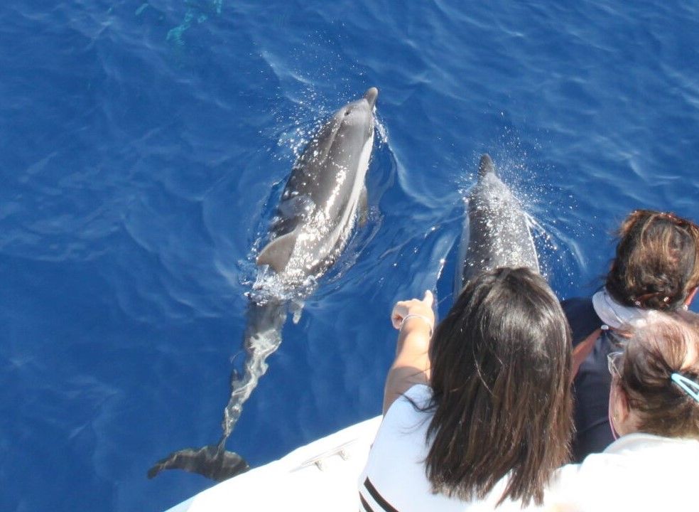Whale watchinhg con partenza da Savona