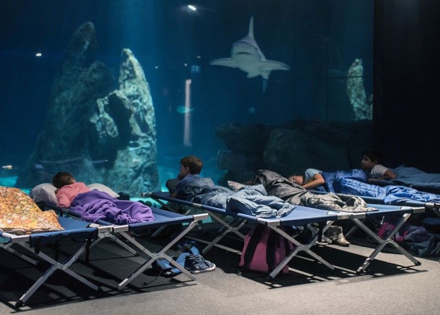 Vivi l’Emozione di una Notte con gli Squali all’Acquario di Genova! 🦈✨